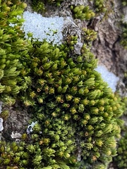 Orthotrichum ohioense