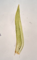 Orthotrichum ohioense