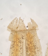 Orthotrichum ohioense