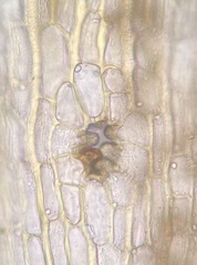 Orthotrichum ohioense