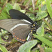 Mariposa Cola de Golondrina de Alas Largas - Photo (c) spyingnaturalist, algunos derechos reservados (CC BY-NC)