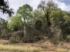 Brachychiton rupestris