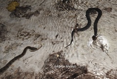 Cerberus schneiderii