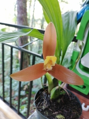 Lycaste