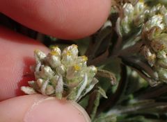 Pseudognaphalium undulatum