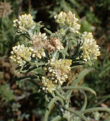 Pseudognaphalium undulatum