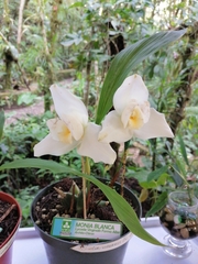 Lycaste