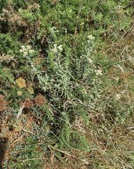 Pseudognaphalium undulatum