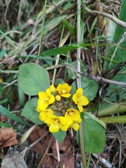Lysimachia congestiflora, photograph (c) Richard Davies, some rights reserved (CC BY)