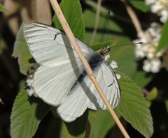 Tatochila stigmadice