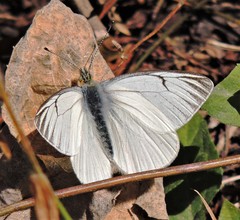 Tatochila stigmadice