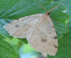 Macaria ribearia