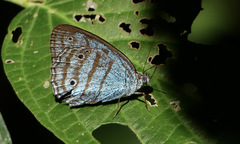 Caeruleuptychia