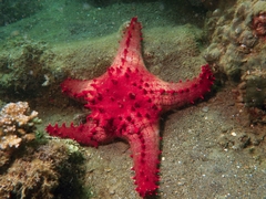 Pentaceraster alveolatus