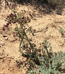Lomatium mohavense