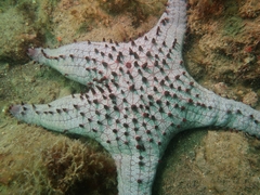 Pentaceraster alveolatus