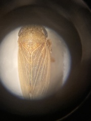 Aphrodini