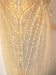 Aphrodini