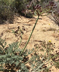 Lomatium mohavense