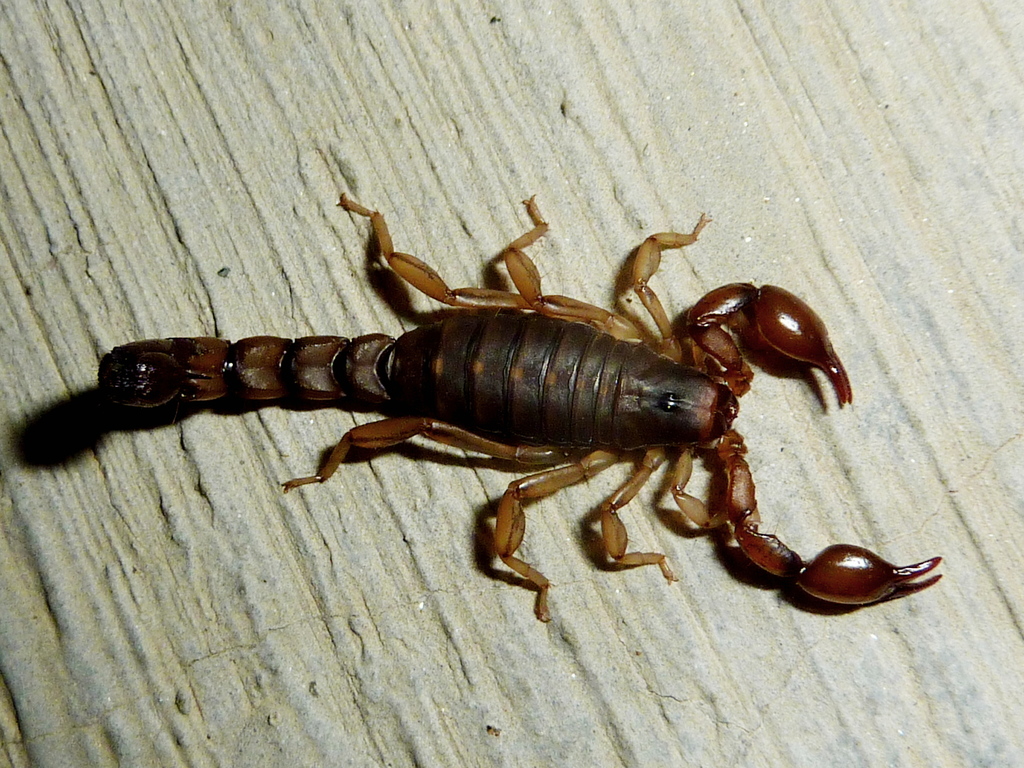 Bothriurus cordubensis
