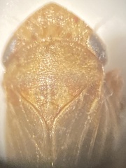 Aphrodini