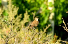 Pseudoseisura gutturalis