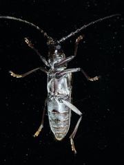 Pachydissus sericus