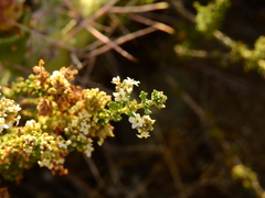 Acantholippia seriphioides