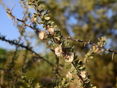 Bougainvillea spinosa