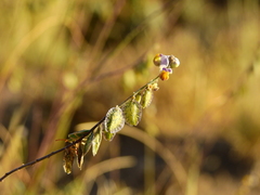 Monnina dictyocarpa