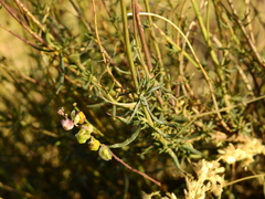 Monnina dictyocarpa