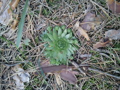 Sempervivum globiferum