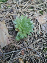 Sempervivum globiferum