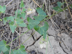 Philibertia gilliesii