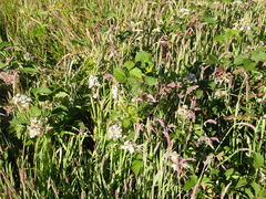 Rubus leptothyrsos