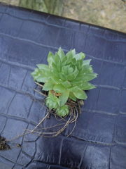 Sempervivum globiferum