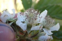 Rubus leptothyrsos