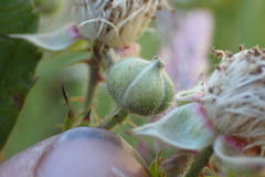 Rubus leptothyrsos