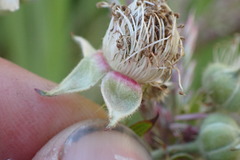 Rubus leptothyrsos