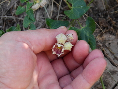 Philibertia gilliesii