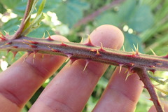 Rubus leptothyrsos