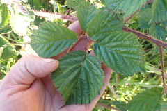 Rubus leptothyrsos