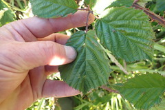 Rubus leptothyrsos