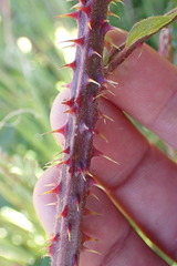 Rubus leptothyrsos