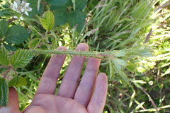 Rubus leptothyrsos