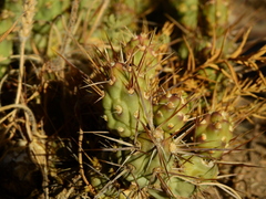 Maihueniopsis