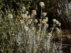 Senecio filaginoides
