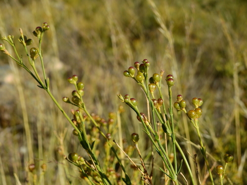 Ten-cleft Olive (Menodora decemfida)