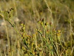 Menodora decemfida