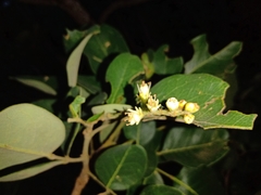 Leptolobium dasycarpum